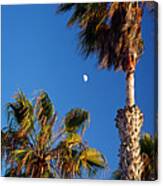 Moon And Palms Canvas Print