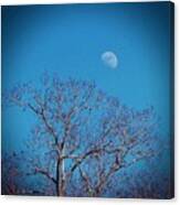 Moon Over Tree Canvas Print