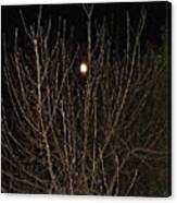 Moonlight Branches Canvas Print