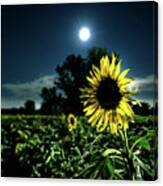 Moonlighting Sunflower Canvas Print