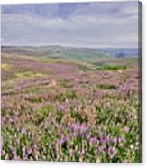 Moorland Heather - The Dales Canvas Print