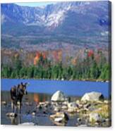 Moose And Mount Katahdin Canvas Print