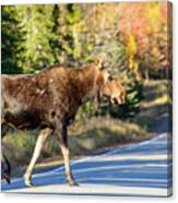 Moose Crossing The Road Canvas Print
