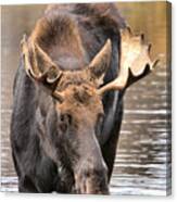 Moose Drool Shower Canvas Print