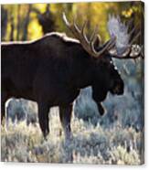 Moose Canvas Print