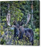 Moose Canvas Print