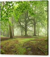 More Of The Fog In The Trees. Canvas Print