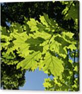More Than Fifty Shades Of Green - Sunlit Oak And Linden Patterns - Down Left Canvas Print