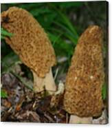 Morels Canvas Print