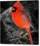 Morning Cardinal C Canvas Print