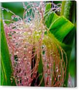 Morning Dew On The Corn Canvas Print