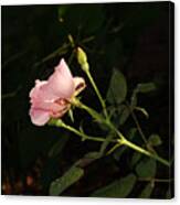 Morning Garden Pink Hibiscus Canvas Print