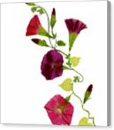 Morning Glory Vine Canvas Print