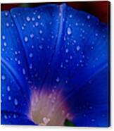 Morning Glory's Diamonds Canvas Print