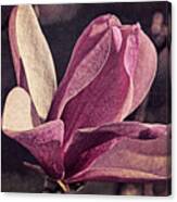 Morning Magnolia Brocade Canvas Print