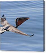 Morning Pelican Canvas Print