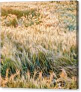 Morning Wheat Canvas Print