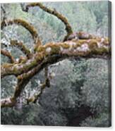 Mossy Oak -- Oak Tree On Mt. Hamilton Road, Santa Clara County, California Canvas Print