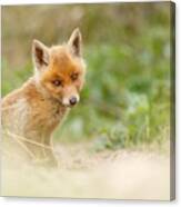 Most Beautiful Red Fox Kit In The World Canvas Print