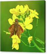 Moth On Mustard Flower Canvas Print