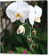 Moth Orchids Canvas Print