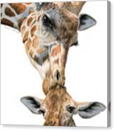 Mother And Baby Giraffe Canvas Print