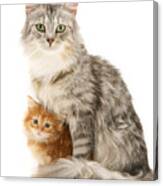 Mother Cat And Ginger Kitten Canvas Print