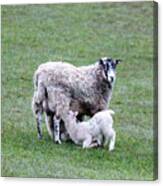 Mother Sheep And Lamb Canvas Print