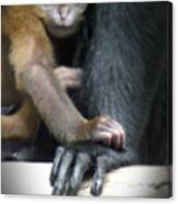 Motherhood - Primate Canvas Print