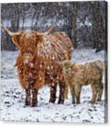 Mother's Love - Scottish Highland Cow And Calf In Snowy Pasture Canvas Print