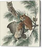 Mottled Owl Canvas Print