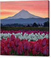 Mount Hood Sunrise With Tulips Canvas Print
