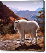 Mountain Goat Canvas Print