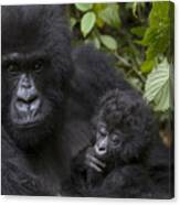 Mountain Gorilla Mother Holding 3 Month Canvas Print