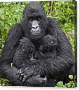 Mountain Gorilla Mother Holding 5 Month Canvas Print