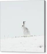 Mountain Hare Sat In Snow Canvas Print