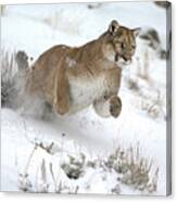 Mountain Lion Action Canvas Print