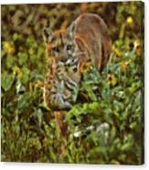 Mountain Lion And Baby Canvas Print