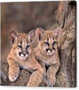 Mountain Lion Cubs Felis Concolor Captive Canvas Print