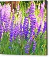 Mountain Lupines Wide Canvas Print