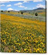 Mountain Meadows Of Yellow Wildflowers Canvas Print