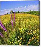 Mountain Of Summer Flowers In The Blue Ridge Canvas Print