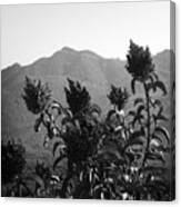 Mountains And Vegetation Canvas Print