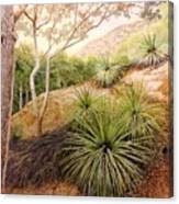 Mountian Yucca Canvas Print