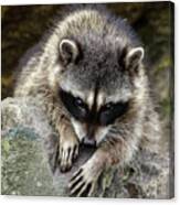 Mournful Raccoon Canvas Print