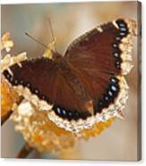 Mourning Cloak Butterfly Canvas Print