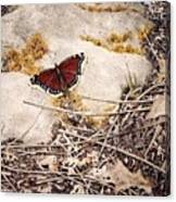 Mourning Cloak Canvas Print