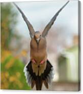 Mourning Dove Hover Mode Canvas Print