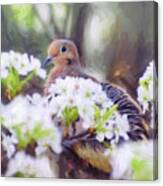 Mourning Dove In Spring Blossoms Canvas Print