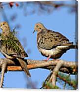 Mourning Doves In Spring Canvas Print